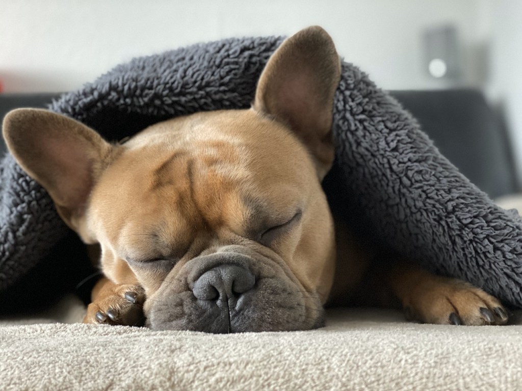 10 razas de perros que más duermen al día