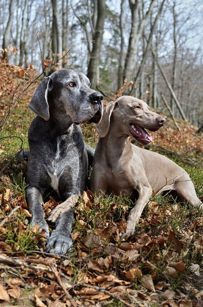 10 razas de perros que más duermen al día