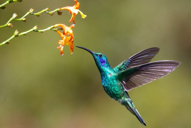 Este es el fantástico sonido que hacen los colibríes