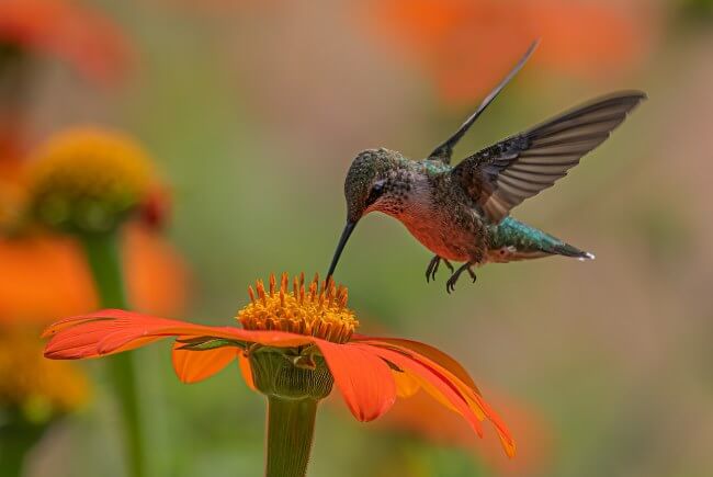 Este es el fantástico sonido que hacen los colibríes