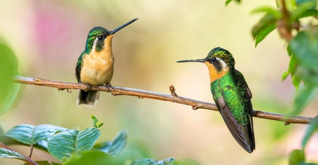 Este es el fantástico sonido que hacen los colibríes