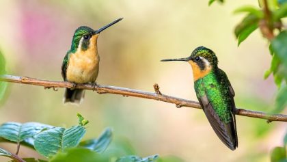 Este es el fantástico sonido que hacen los colibríes