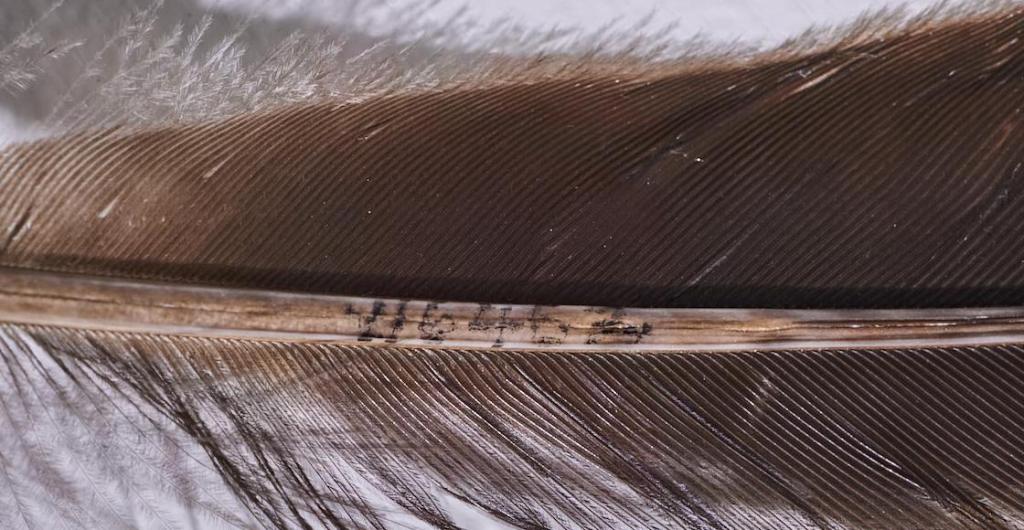 subasta pluma huia ave nueva zelanda 3