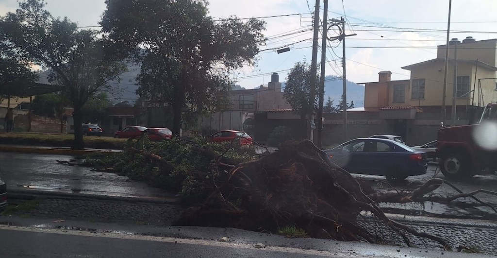 Tornado tira árboles en Toluca.