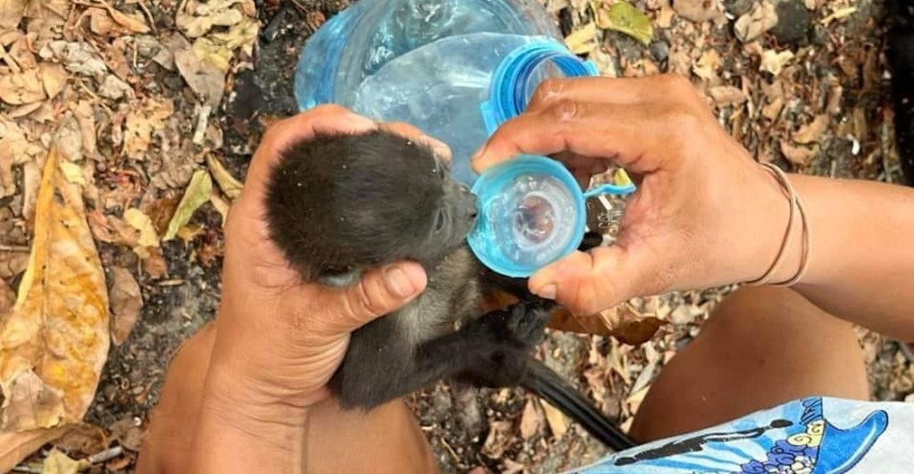 tragedia-fotos-mueren-caen-monos-saraguatos-auilladores-arboles-tabasco-calor-2