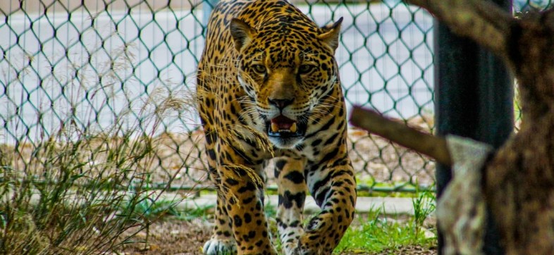 ¿Por qué Costa Rica ya no quiere animales en los zoológicos?