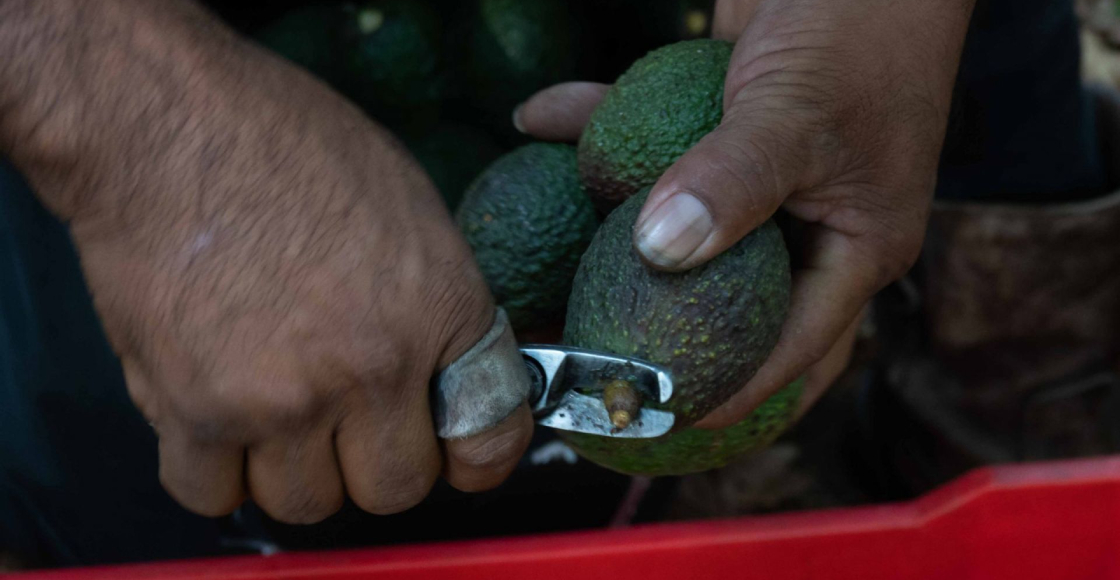 La importación de aguacate de Michoacán a Estados Unidos