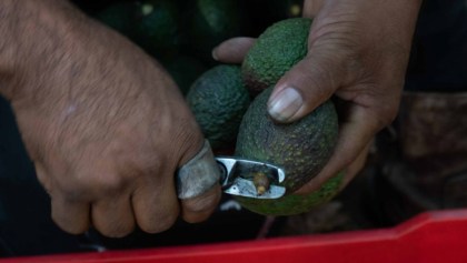 La importación de aguacate de Michoacán a Estados Unidos