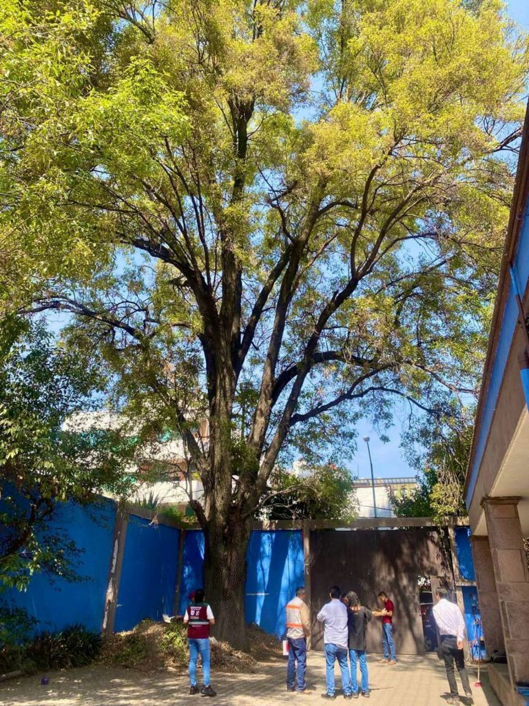 El árbol Eugenio en la CDMX