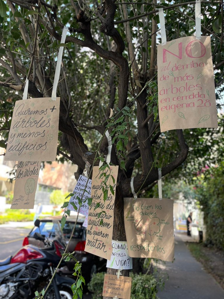 El árbol Eugenio en CDMX