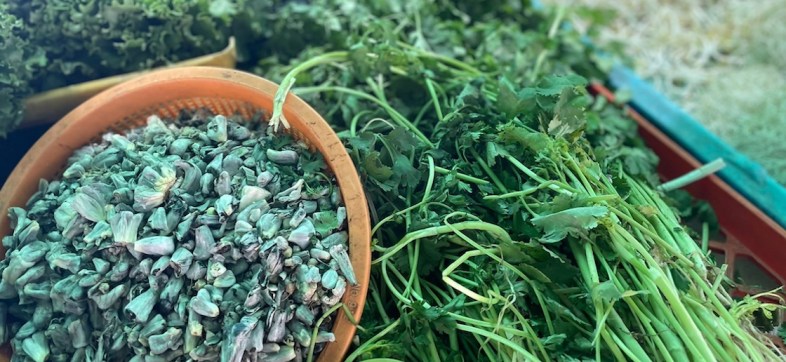 Nos lanzamos a un tianguis para averiguar del desabasto y precio del cilantro