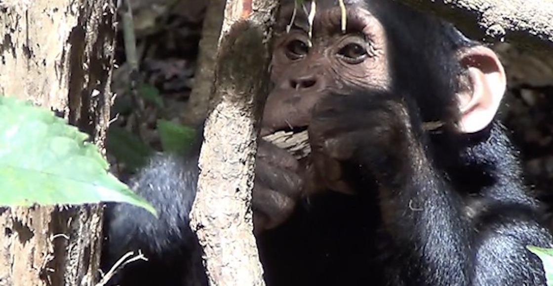 Científicos prueban que chimpancés comen plantas para curarse enfermedades.