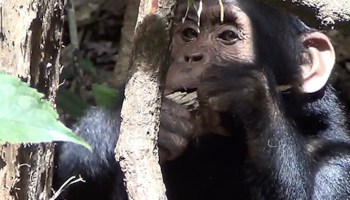 Científicos prueban que chimpancés comen plantas para curarse enfermedades.