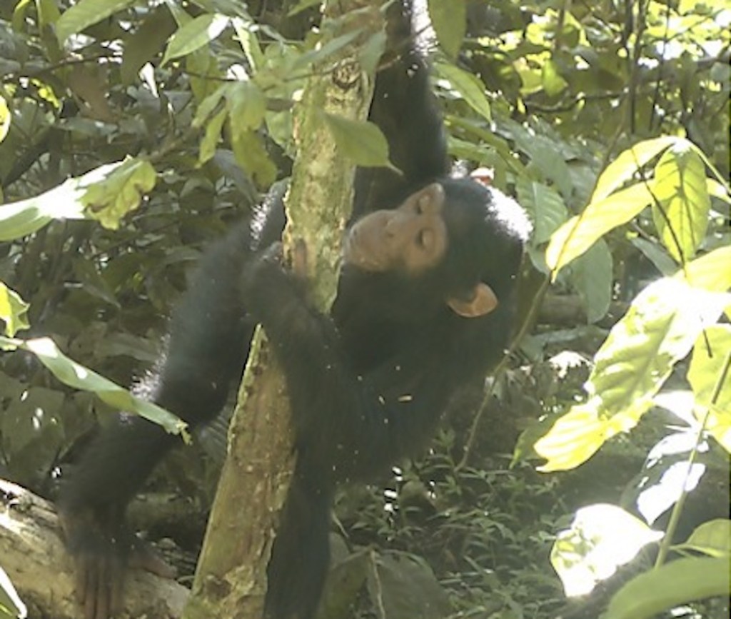 Chimpancés comen cortezas y plantas para combatir síntomas de enfermedades.