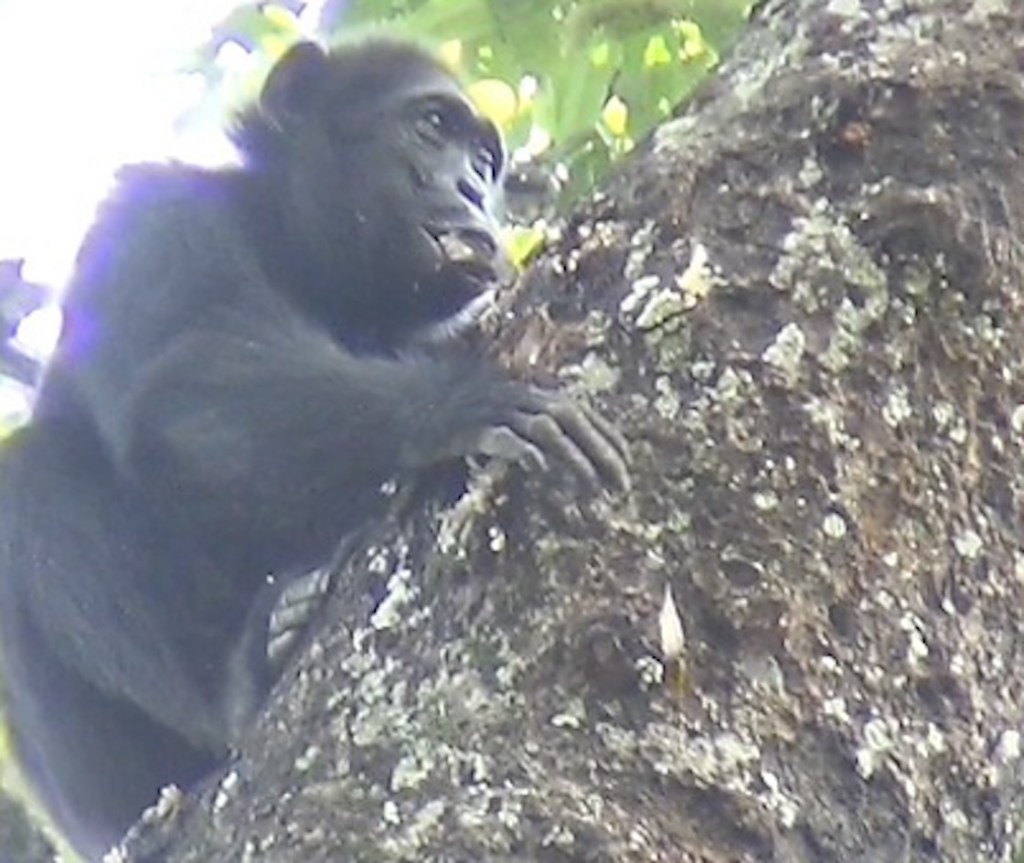 Científicos prueban que chimpancés se automedican.