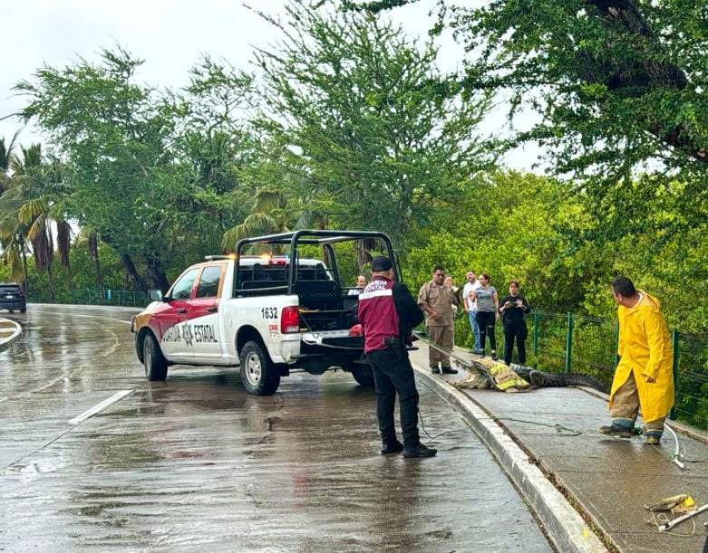 Lluvias nivel: Captan a cocodrilo paseándose en calles de Tampico