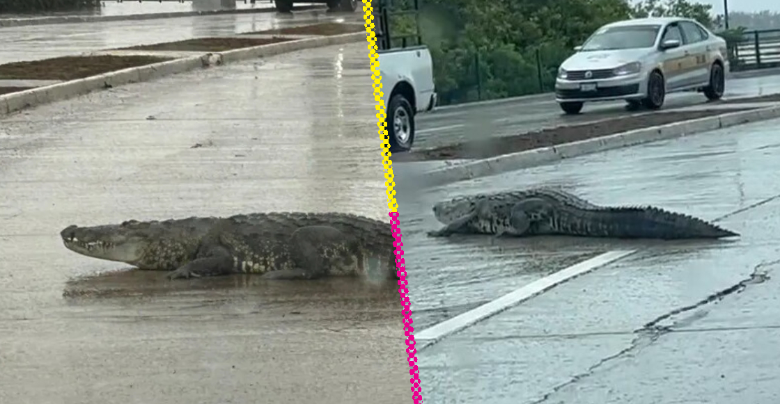 Lluvias nivel: Captan a cocodrilo paseándose en calles de Tampico