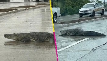 Lluvias nivel: Captan a cocodrilo paseándose en calles de Tampico