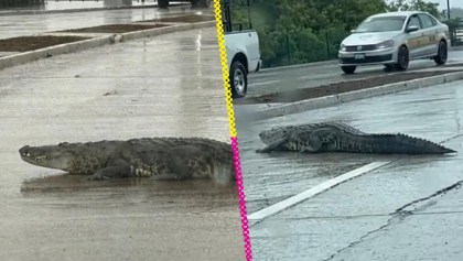 Lluvias nivel: Captan a cocodrilo paseándose en calles de Tampico