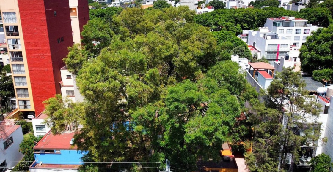 El árbol Eugenio en la colonia Del Valle