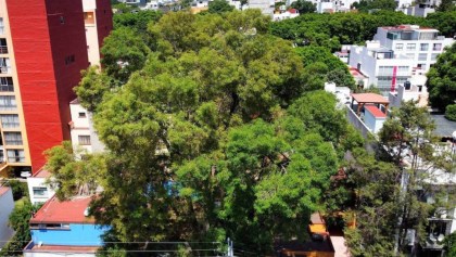 El árbol Eugenio en la colonia Del Valle