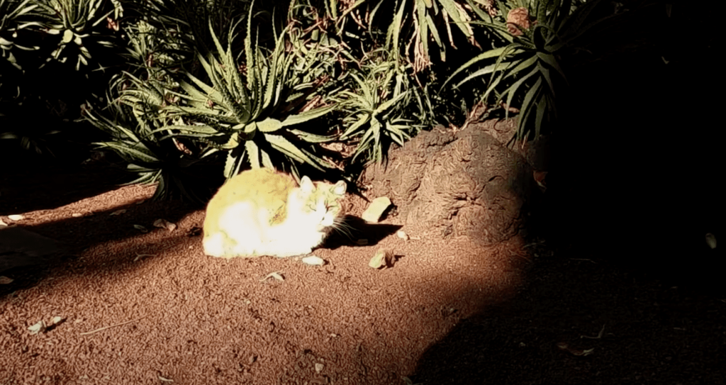 Así viven los gatos de Palacio Nacional