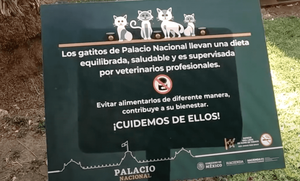 Así viven los gatos de Palacio Nacional 