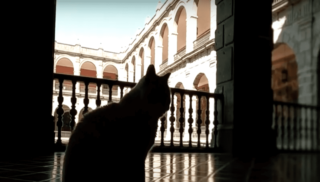 Así viven los gatos de Palacio Nacional