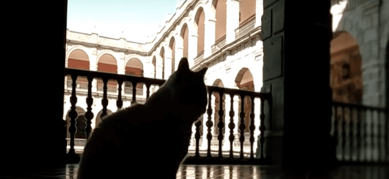 Así viven los gatos de Palacio Nacional