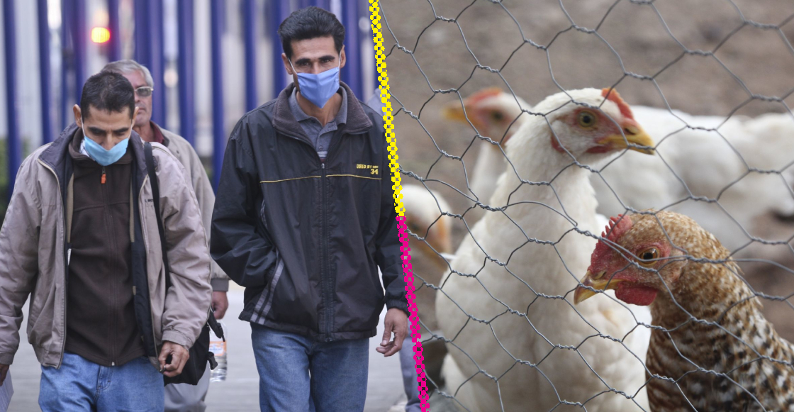 OMS descarta muerte por gripe aviar H5N2