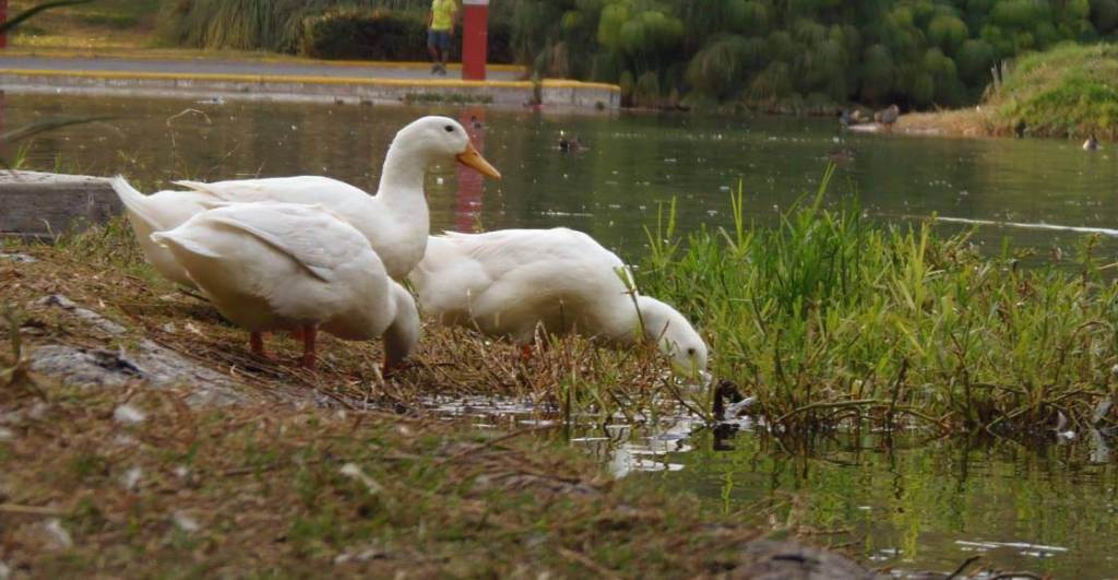 La tranquilidad garantizada: Lugares para ver lagos y patos en la CDMX