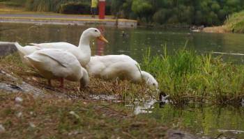 La tranquilidad garantizada: Lugares para ver lagos y patos en la CDMX