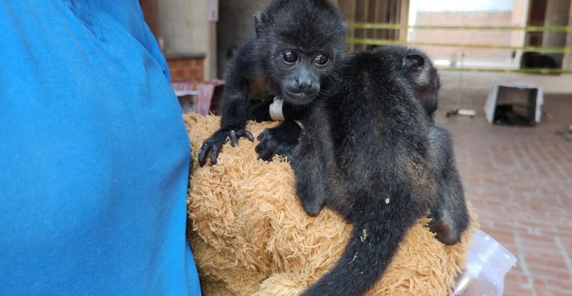 Monos saraguatos o aulladores en emergencia