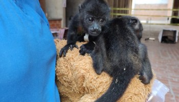 Monos saraguatos o aulladores en emergencia