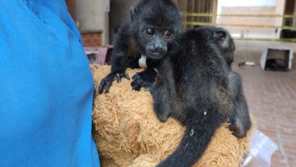 Monos saraguatos o aulladores en emergencia