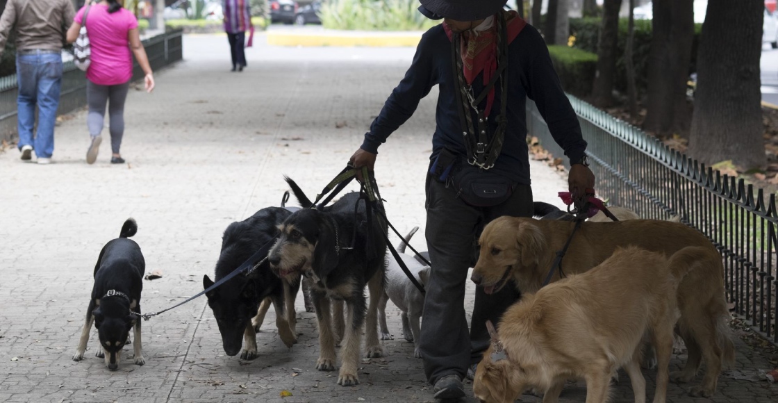 El padrón de paseadores de perros en CDMX