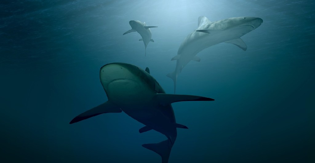La depredación de tiburones en el mar
