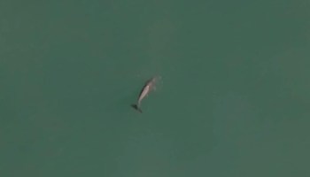 Un análisis sobre la situación de la vaquita marina en México