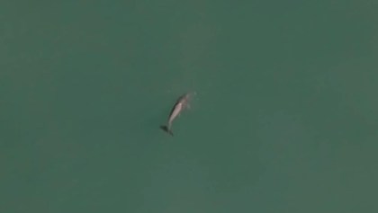 Un análisis sobre la situación de la vaquita marina en México