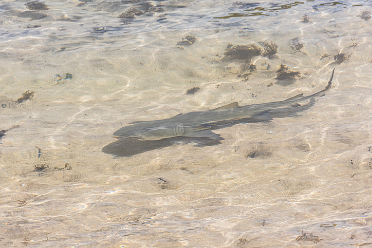 Y en Brasil: 13 Tiburones dan positivo por cocaína