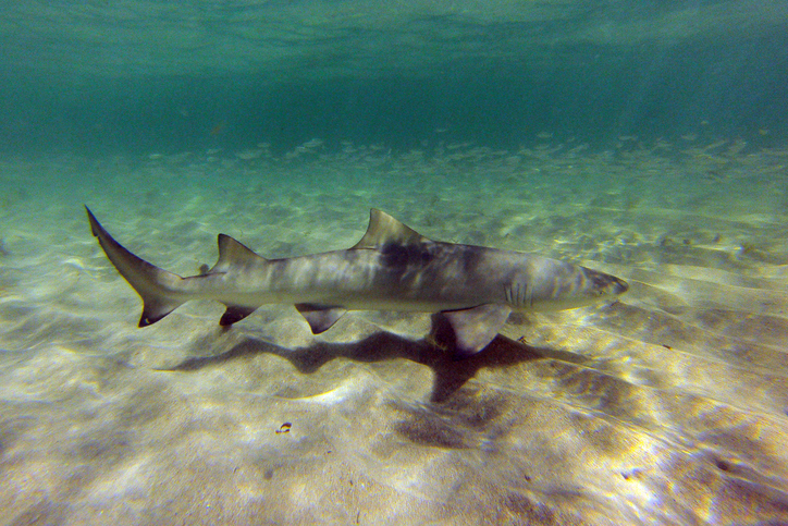 Y en Brasil: 13 Tiburones dan positivo por cocaína