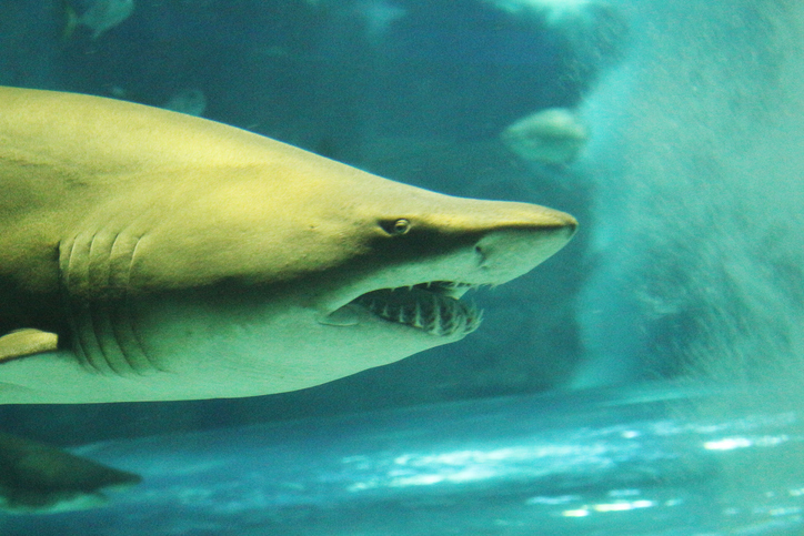 Y en Brasil: 13 Tiburones dan positivo por cocaína 