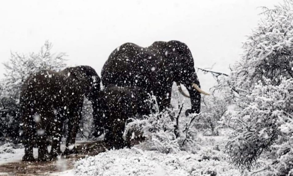 Elefantes disfrutando de la nieve en Sudáfrica