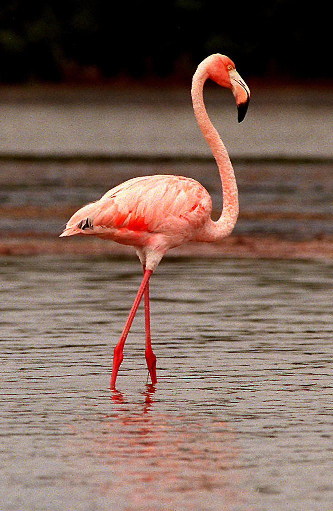 Los flamencos en su habitat