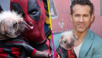 Peggy: La historia de la perrita "más fea del Reino Unido" que Ryan Reynolds quiso adoptar tras 'Deadpool & Wolverine'