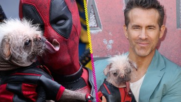 Peggy: La historia de la perrita "más fea del Reino Unido" que Ryan Reynolds quiso adoptar tras 'Deadpool & Wolverine'