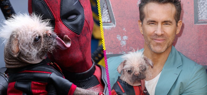 Peggy: La historia de la perrita "más fea del Reino Unido" que Ryan Reynolds quiso adoptar tras 'Deadpool & Wolverine'