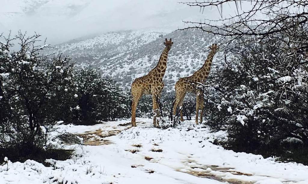 Las jirafas disfrutando de la nieve en Sudáfrica