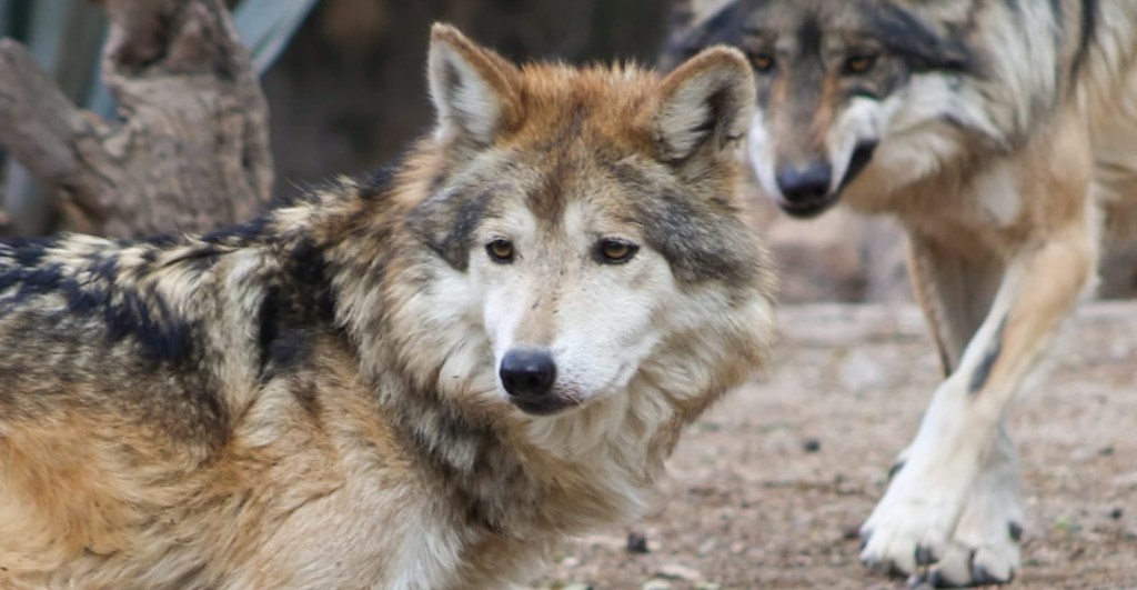 El caso de la lobita Seje del Zoológico de Chapultepec con su salud en riesgo