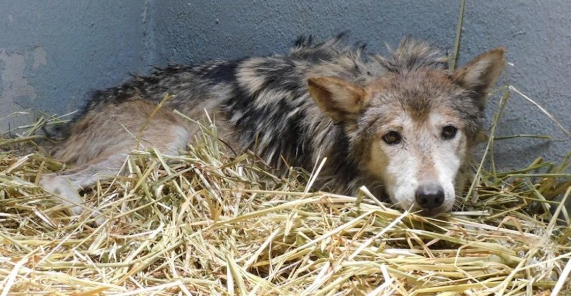 El caso de la lobita Seje del Zoológico de Chapultepec con su salud en riesgo